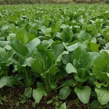 连州池菜心