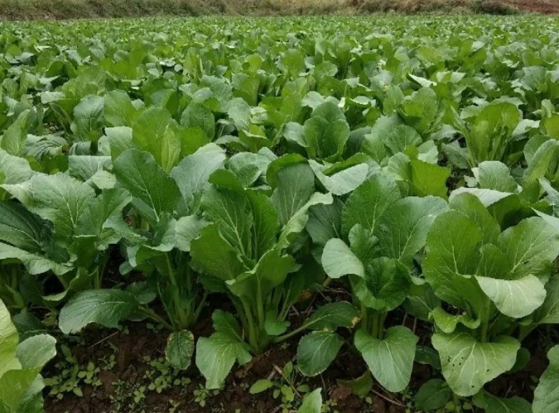 连州池菜心