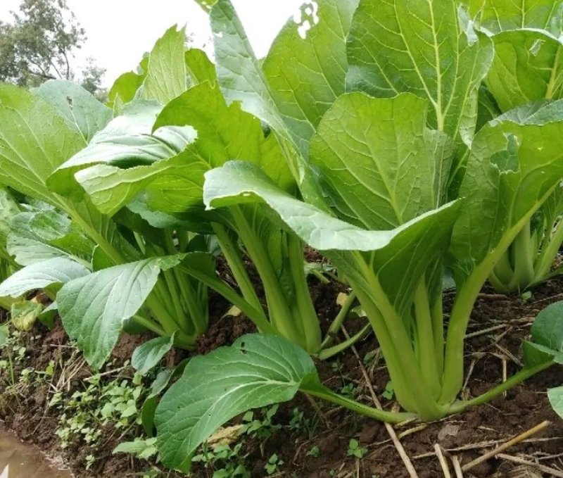 连州池菜心