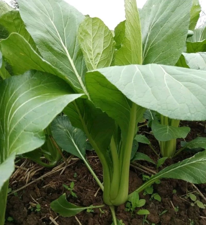 连州池菜心