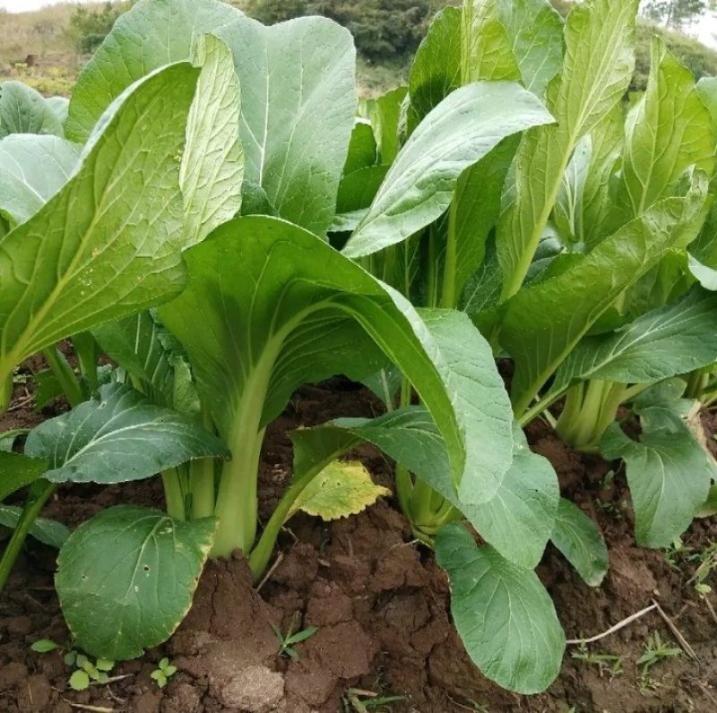 连州池菜心
