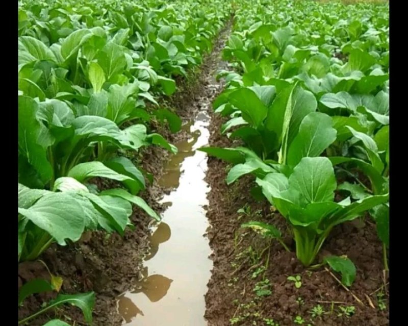 连州池菜心