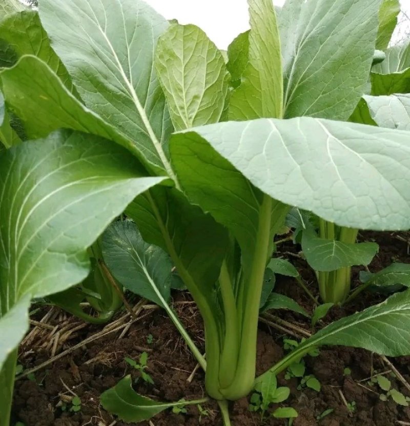 连州池菜心