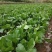 连州池菜心