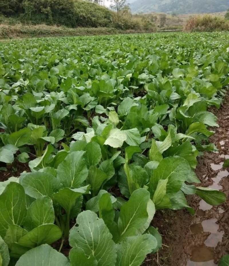 连州池菜心
