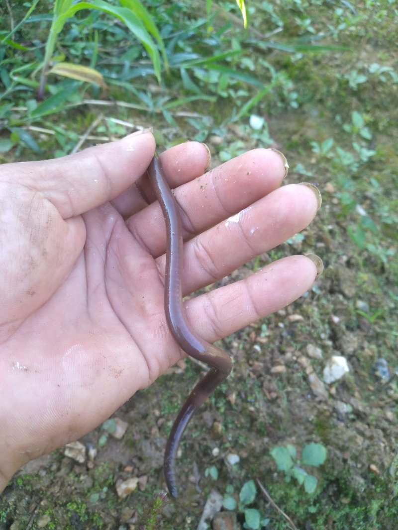 谁老板收购。蚯蚓干货联系我。
