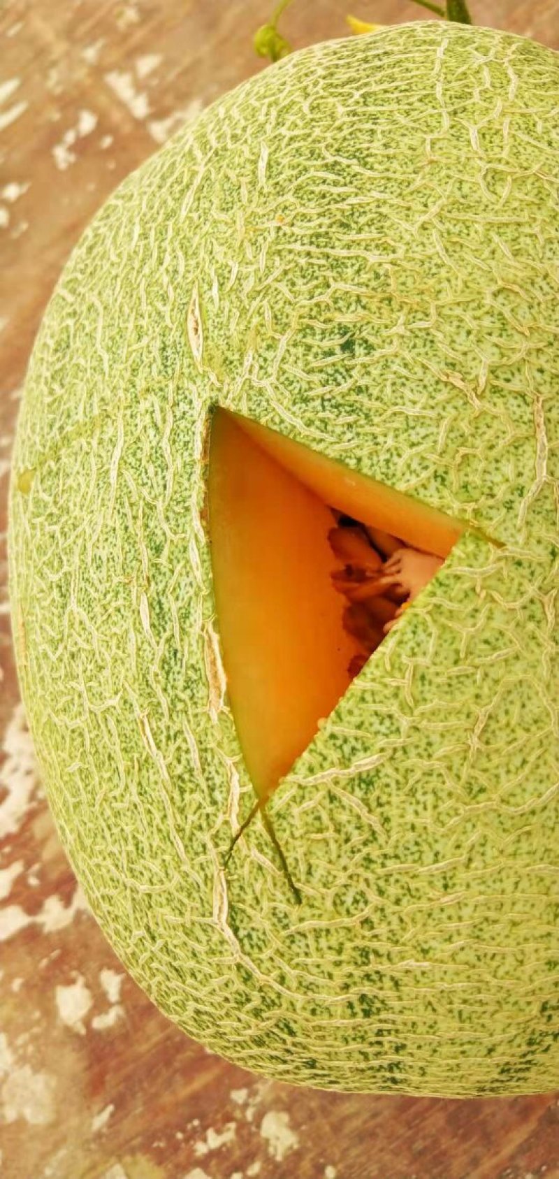 西州蜜西州蜜瓜25号香瓜哈密瓜甜瓜西瓜