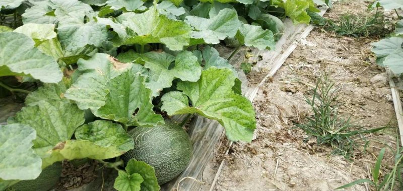 西州蜜西州蜜瓜25号香瓜哈密瓜甜瓜西瓜