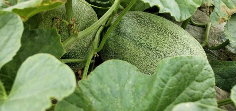 西州蜜西州蜜瓜25号香瓜哈密瓜甜瓜西瓜