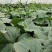 西州蜜西州蜜瓜25号香瓜哈密瓜甜瓜西瓜