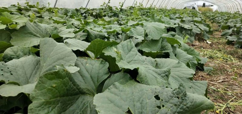 西州蜜西州蜜瓜25号香瓜哈密瓜甜瓜西瓜