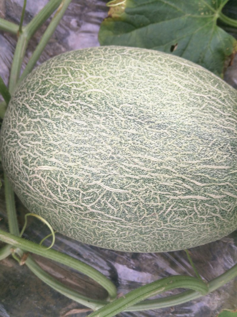 西州蜜西州蜜瓜25号香瓜哈密瓜甜瓜西瓜