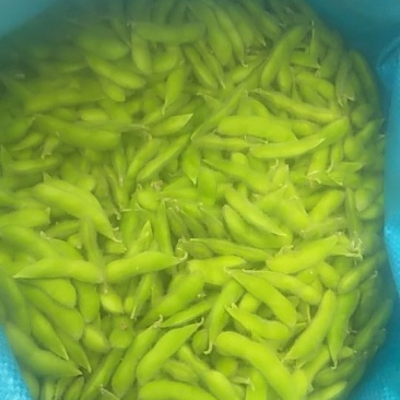 九月寒精品毛豆