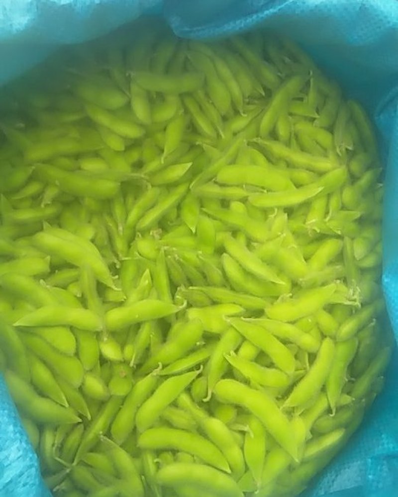 九月寒精品毛豆