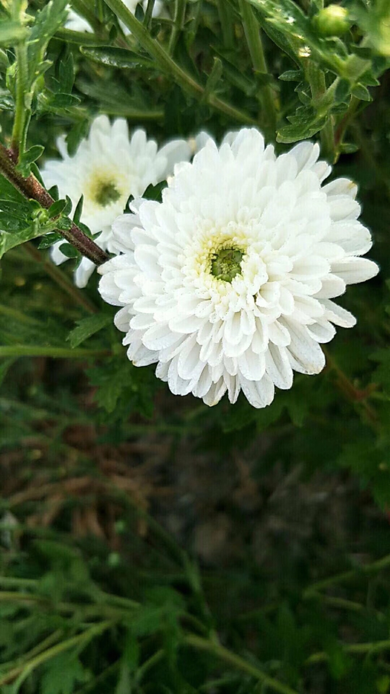 菊花