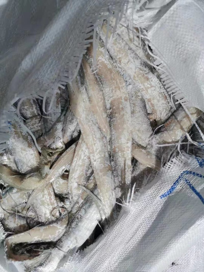 渤海刀鱼