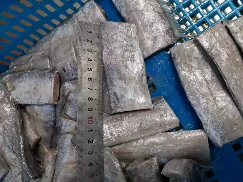 渤海刀鱼