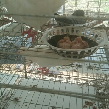 肉鸽