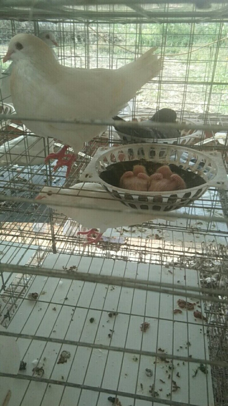 肉鸽