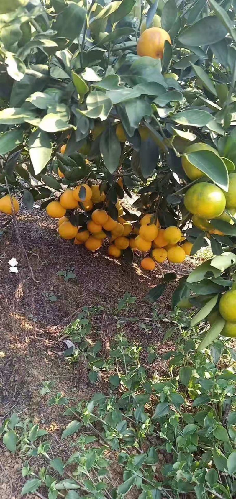 丹江口市武当蜜橘每年9—12月成熟上市期，自家种植果园直