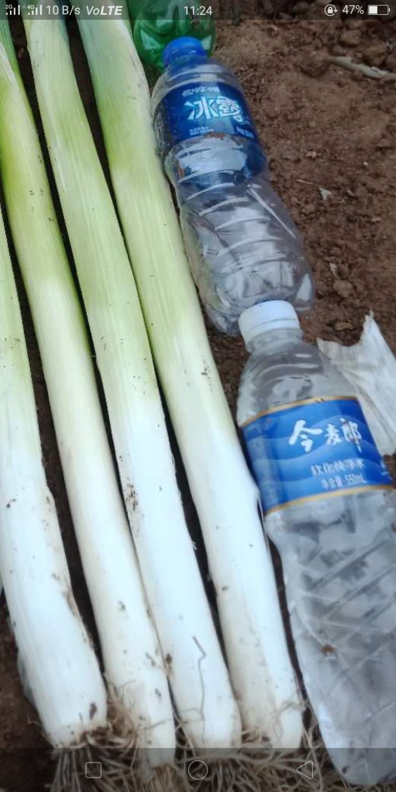 大葱，优质长白大葱，3厘米左右，高六十厘米左右。