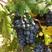 自家种植的酿酒葡萄，二十年老树，做葡萄酒的