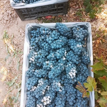 自家种植的酿酒葡萄，二十年老树，做葡萄酒的