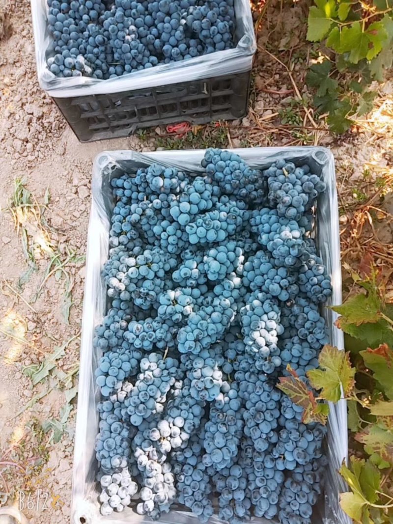 自家种植的酿酒葡萄，二十年老树，做葡萄酒的