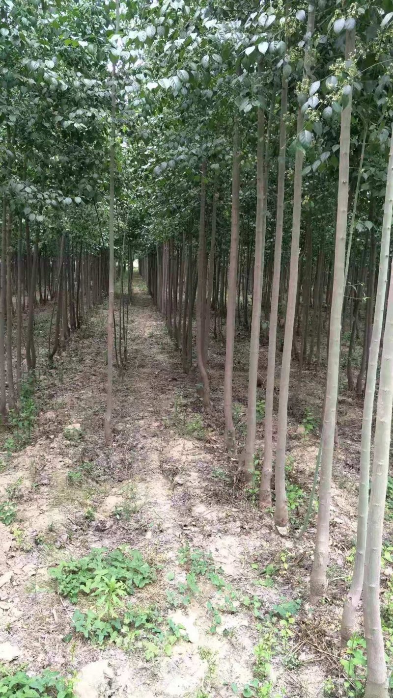 精品丝棉木