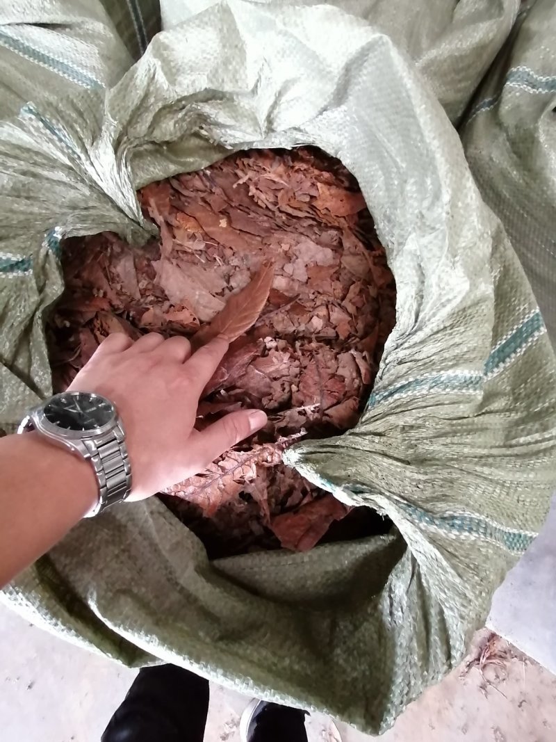 产地直供优质枇杷叶，2015药典过检/全国批发质量三包