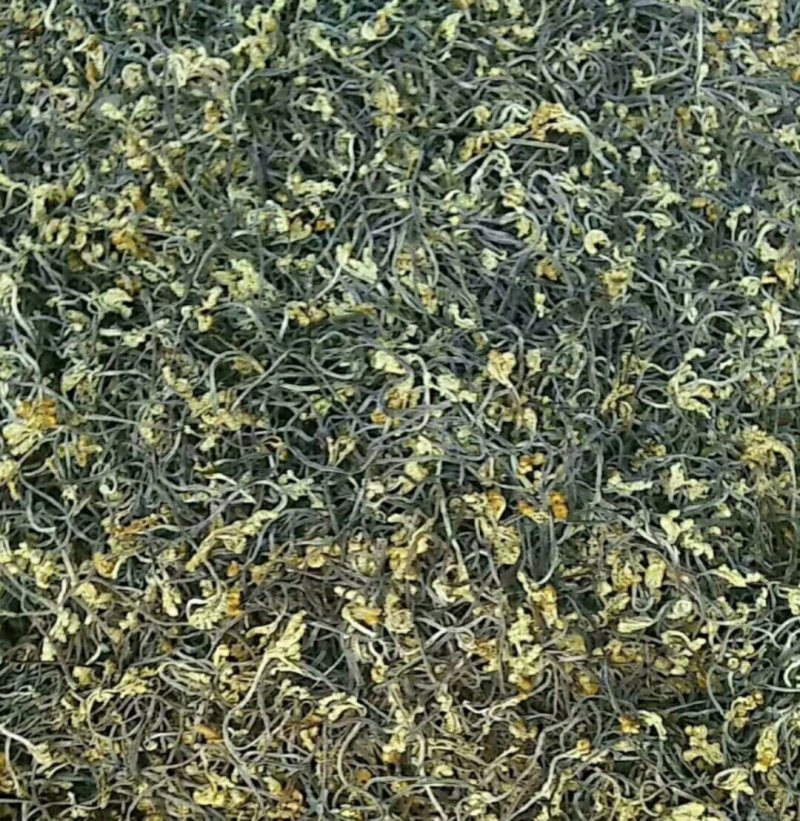10gk/箱天然野生优质蕨菜干出口韩国日本级特价包邮批发