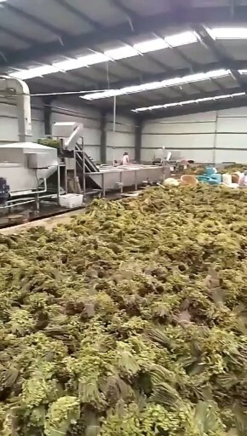 10gk/箱天然野生优质蕨菜干出口韩国日本级特价包邮批发