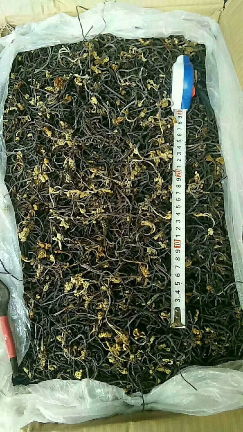 10gk/箱天然野生优质蕨菜干出口韩国日本级特价包邮批发