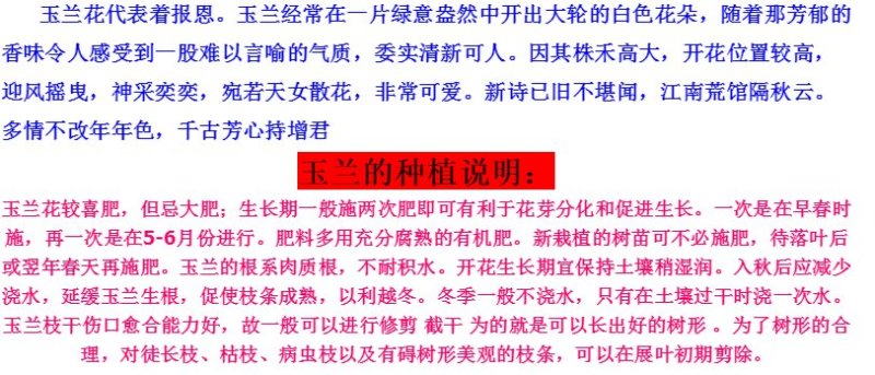 基地直销紫玉兰树苗白玉树苗黄玉兰树苗，红玉兰花苗