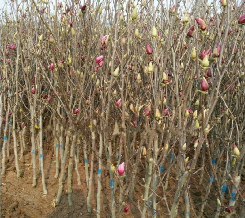 基地直销紫玉兰树苗白玉树苗黄玉兰树苗，红玉兰花苗