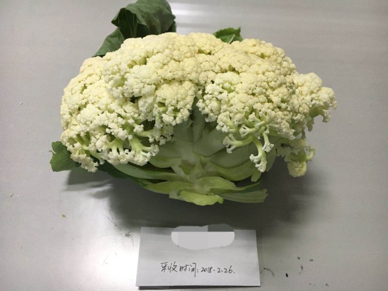 禾利尔80天松花菜种子抗病早熟白面青梗高端