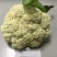 禾利尔80天松花菜种子抗病早熟白面青梗高端