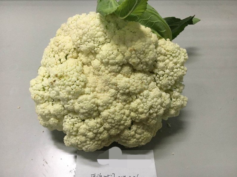 禾利尔80天松花菜种子抗病早熟白面青梗高端