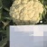 禾利尔80天松花菜种子抗病早熟白面青梗高端