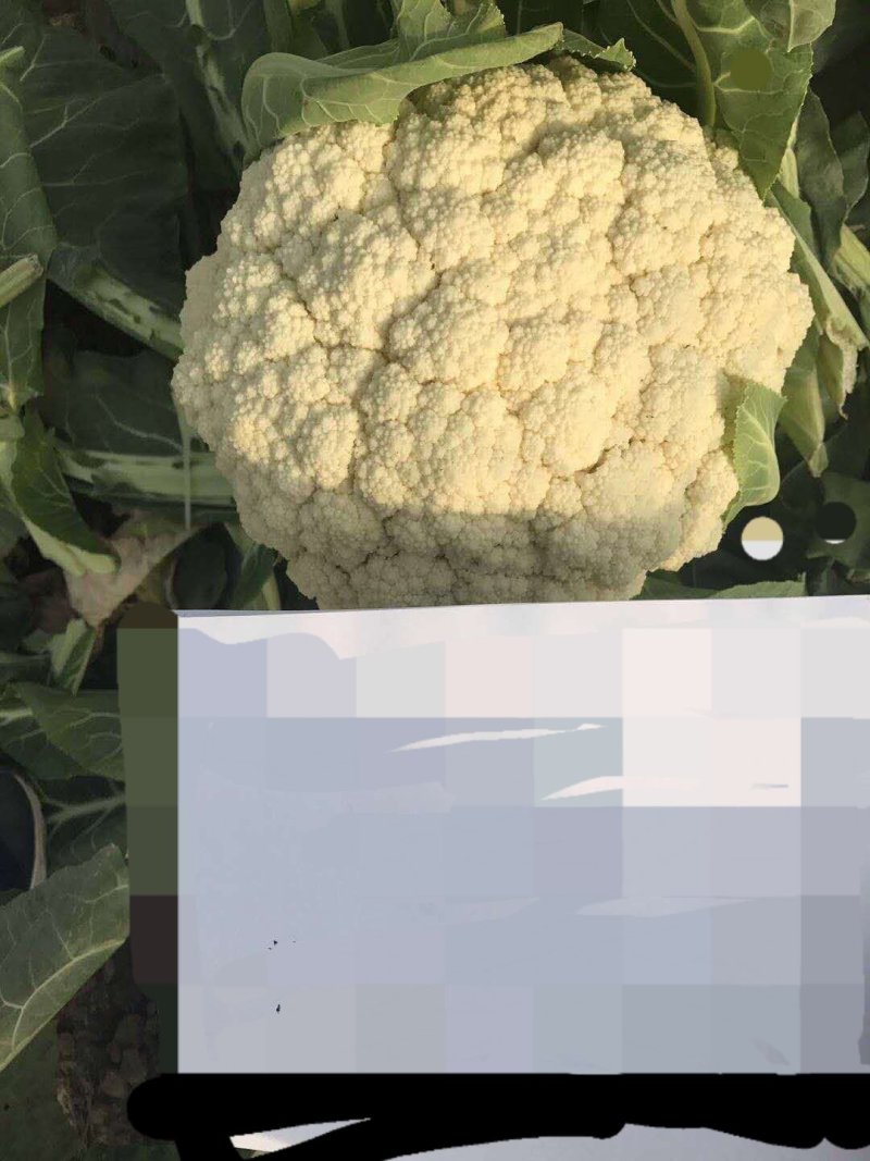 禾利尔80天松花菜种子抗病早熟白面青梗高端