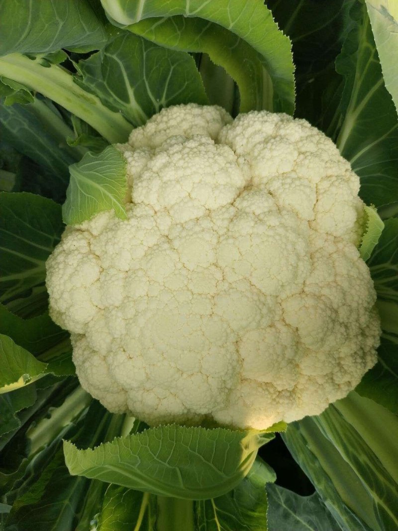 禾利尔80天松花菜种子抗病早熟白面青梗高端