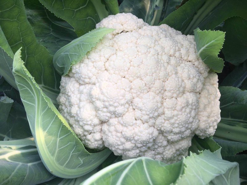 禾利尔80天松花菜种子抗病早熟白面青梗高端