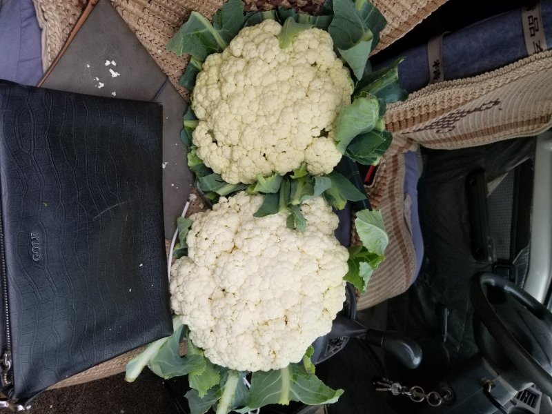 精品明松60天白松花菜高产品质强进口商品好