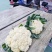 精品明松60天白松花菜高产品质强进口商品好
