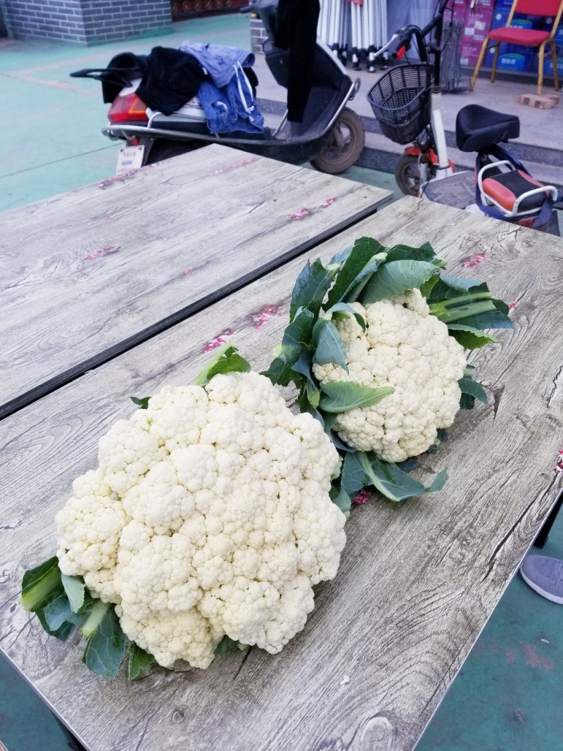 精品明松60天白松花菜高产品质强进口商品好