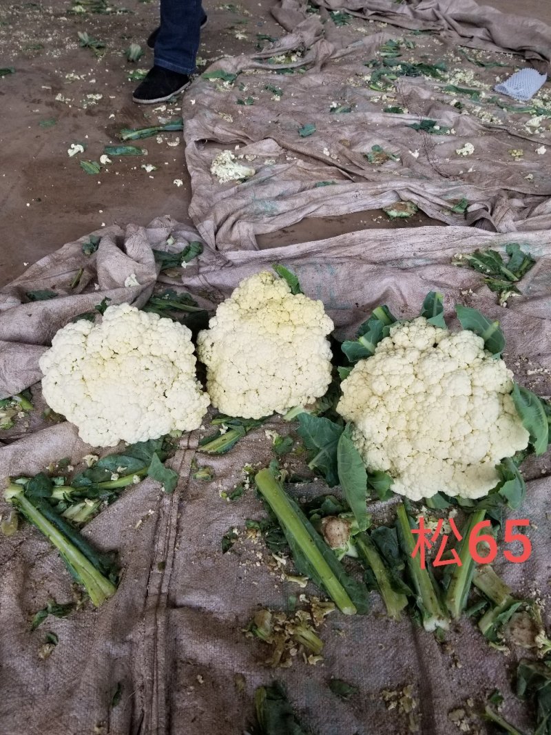 精品明松60天白松花菜高产品质强进口商品好