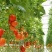 西红柿🍅