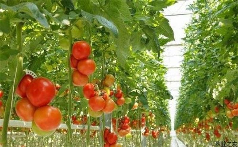 西红柿🍅