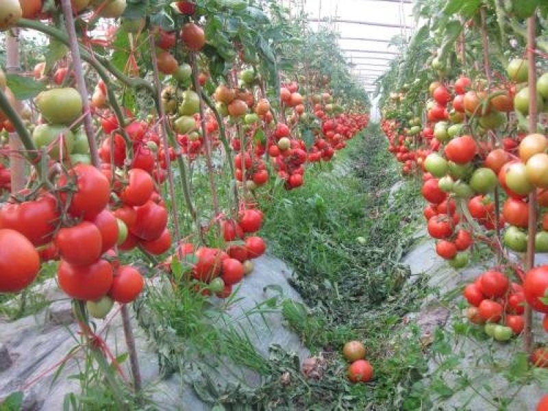 西红柿🍅