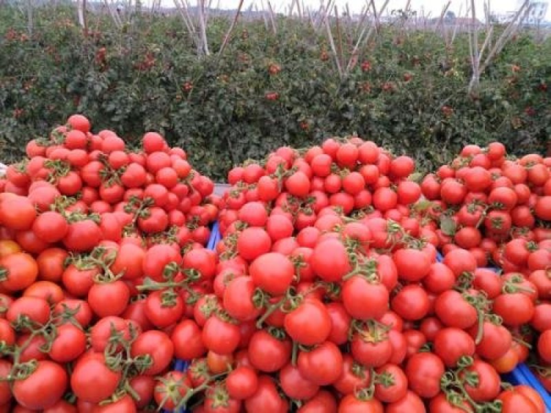 西红柿🍅